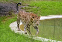 Leopard