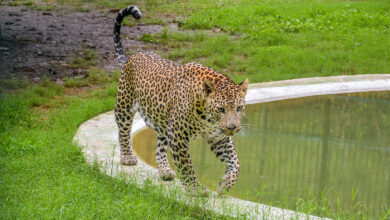 Leopard