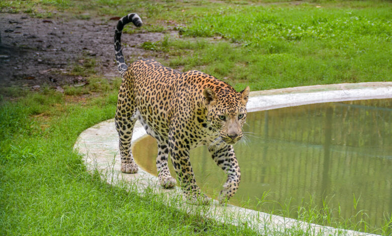 Leopard