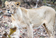 Lion