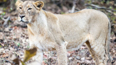 Lion