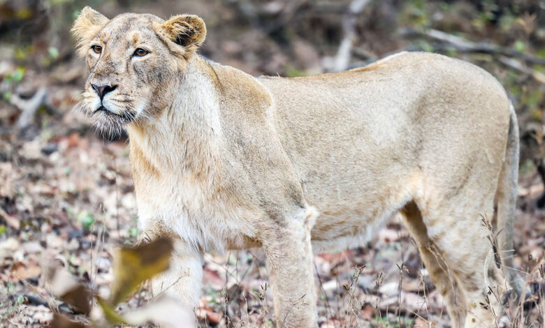Lion