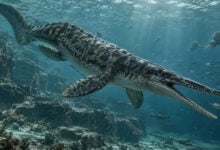 Mosasaur