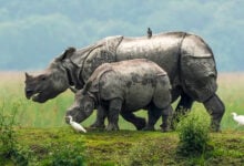 Rhinoceros