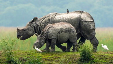 Rhinoceros