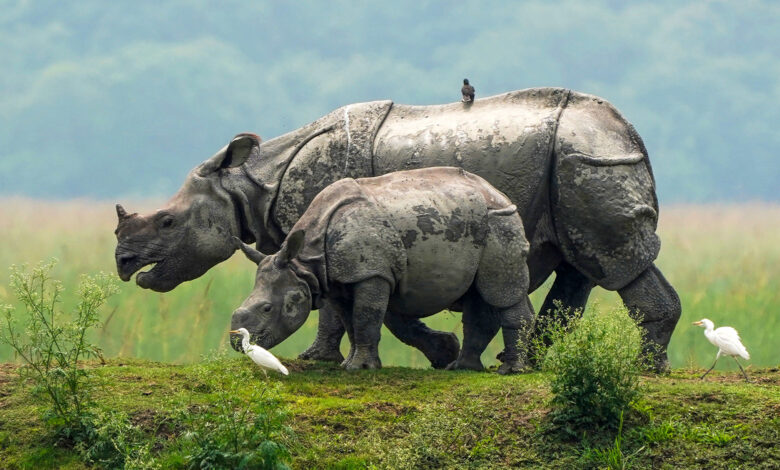 Rhinoceros