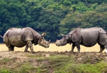 Rhinoceros