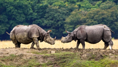 Rhinoceros
