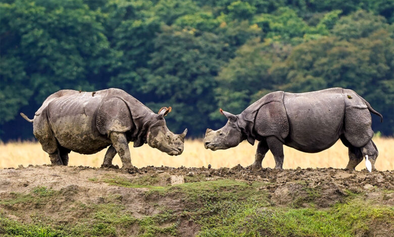 Rhinoceros