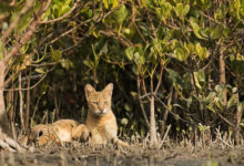 Sundarbans