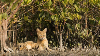 Sundarbans