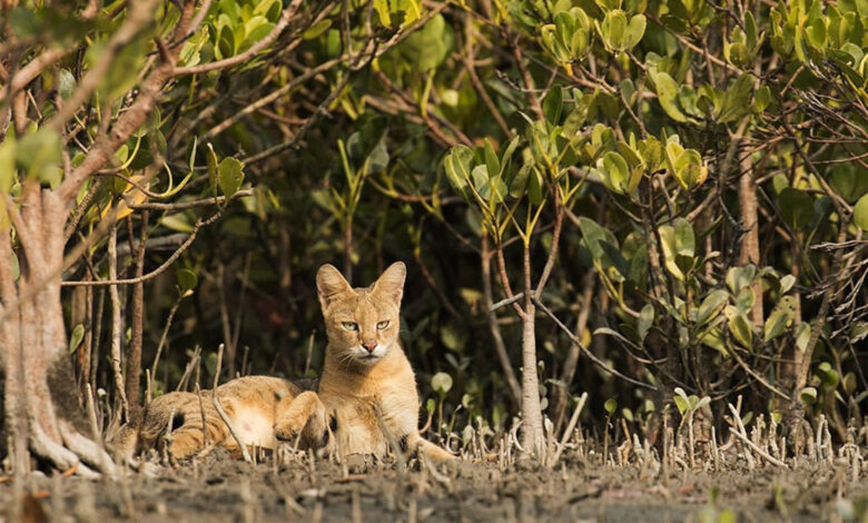 Sundarbans