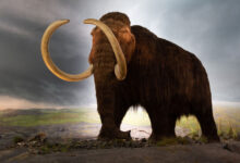 Woolly Mammoth