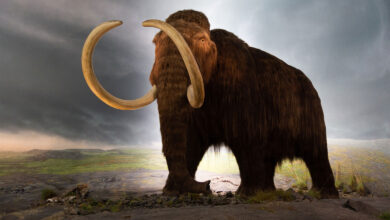 Woolly Mammoth