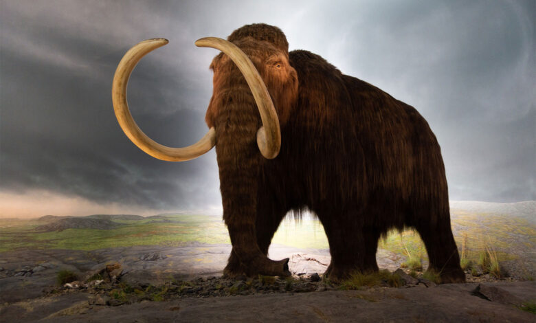Woolly Mammoth