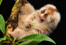 Bangka Slow Loris
