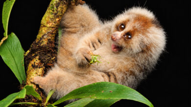 Bangka Slow Loris
