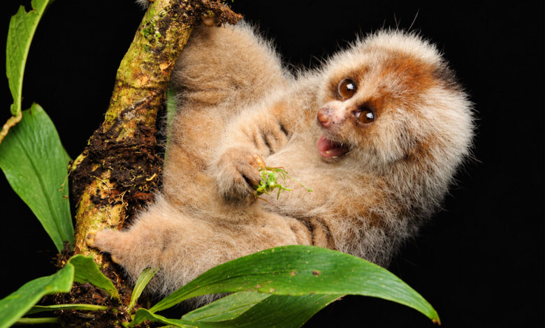 Bangka Slow Loris