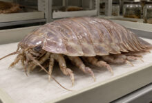 Bathynomus tuebingoborikensis