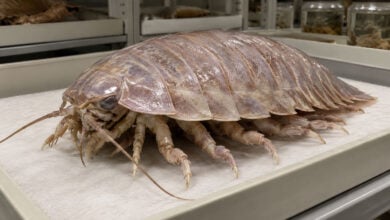 Bathynomus tuebingoborikensis