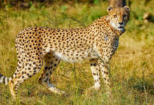 Cheetah