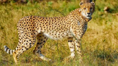 Cheetah