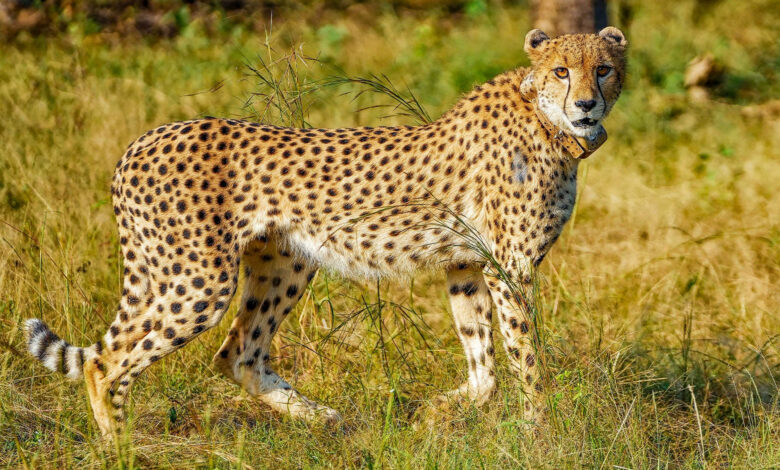 Cheetah