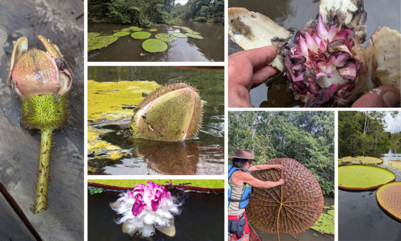Colombia