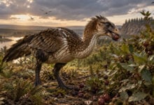 Dinosaur