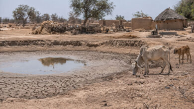 Drought