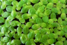 Duckweeds