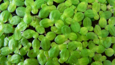Duckweeds