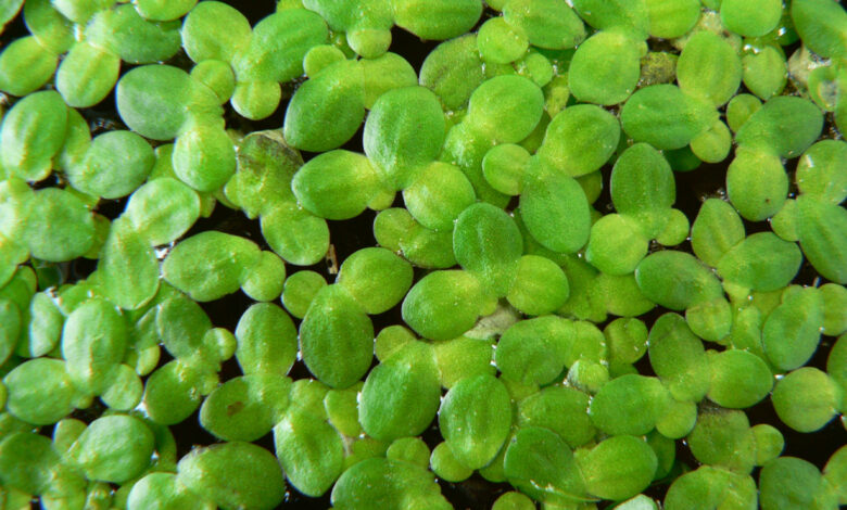 Duckweeds