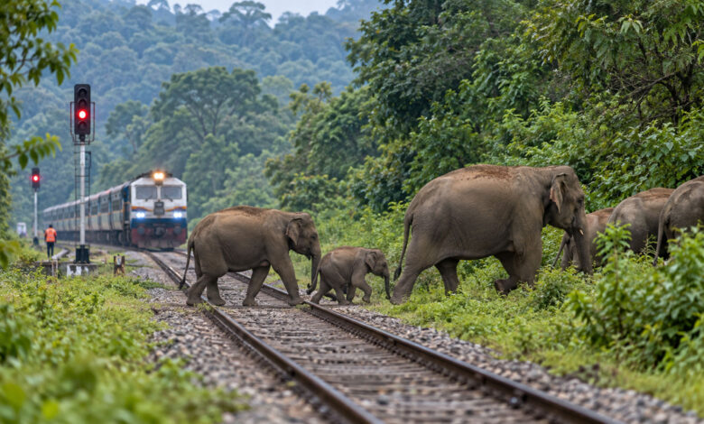 Elephant
