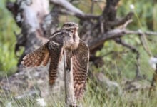European Nightjar