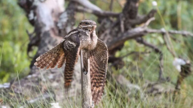European Nightjar