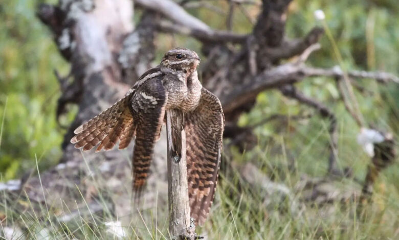 European Nightjar