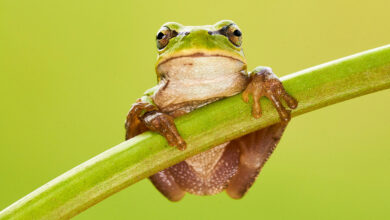 Frog