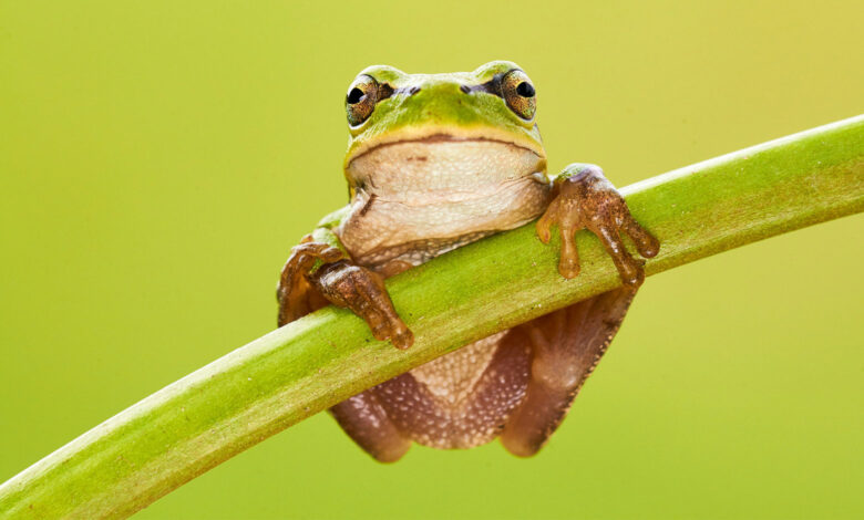 Frog