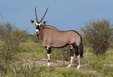 Gemsbok