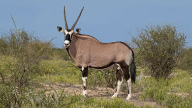 Gemsbok