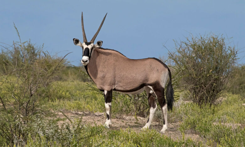 Gemsbok