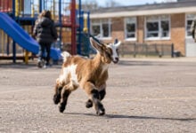 Goat