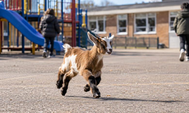 Goat