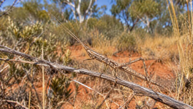 Grasshopper