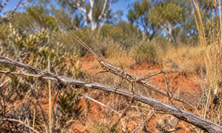 Grasshopper