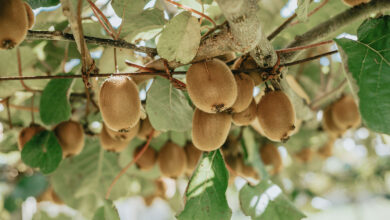 Kiwi