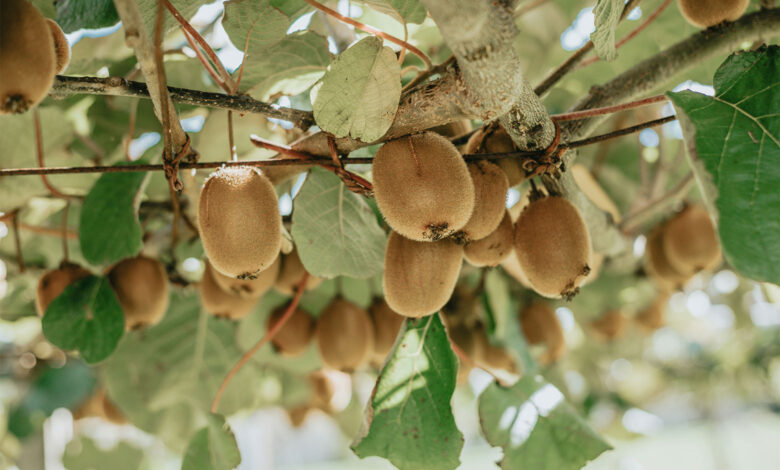 Kiwi