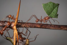 Leafcutter Ant