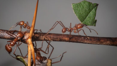 Leafcutter Ant